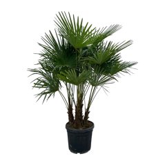 Trachycarpus fortunei Ø50cm