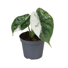 Alocasia 'Dragon Scale Albo Variegated' Ø6cm