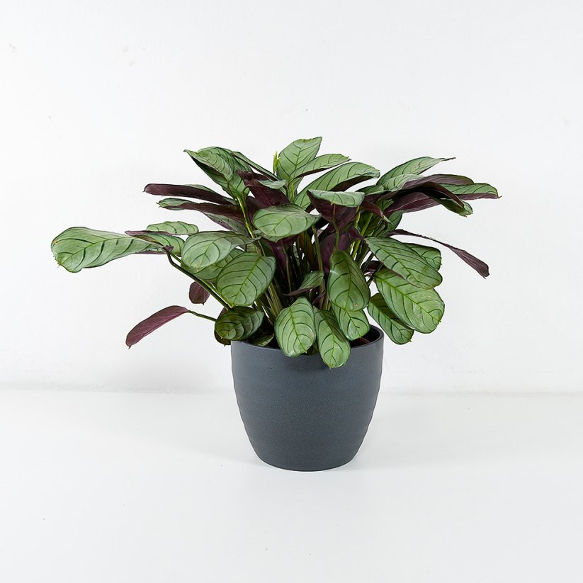 Calathea Burle-marxii "Amagris"