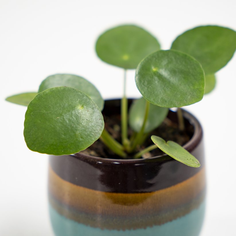 Pilea peperomioides