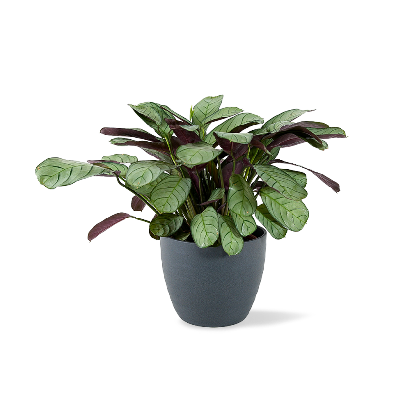 Calathea Burle-marxii "Amagris"