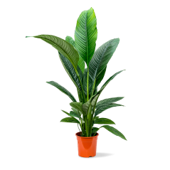 Spathiphyllum Sensation - Ø 24cm