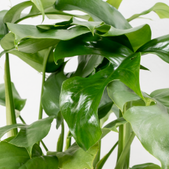 Rhaphidophora Tetrasperma Ø12cm