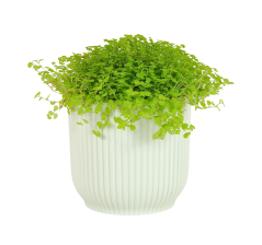 Soleirolia soleirolii - světle zelená Ø9cm