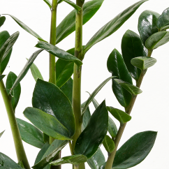 Zamioculcas Zamiifolia - Ø 12 cm