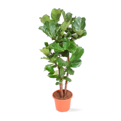 Ficus Lyrata - Ø 40 cm