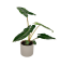 Philodendron 'Billietiae' Ø12cm