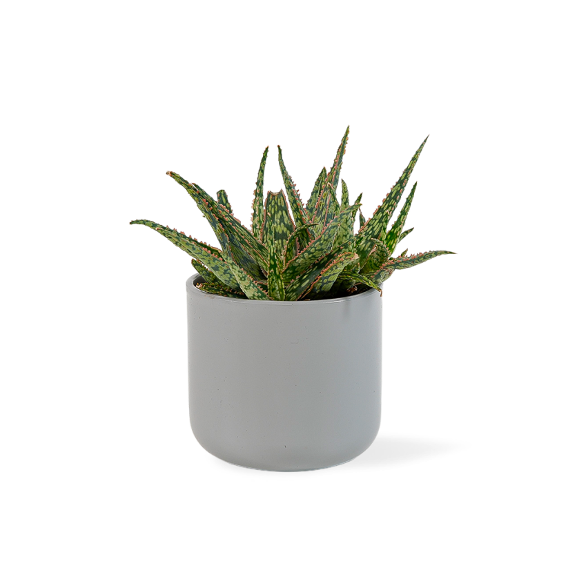 Aloe 'Carola' Ø9cm