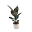 Ficus elastica 'Abidjan' Ø14cm