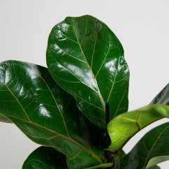 Ficus lyrata Bambino - Ø 12 cm