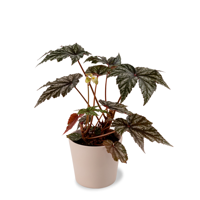 Begonia Hybrida Gryphon
