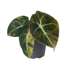 Alocasia 'Black Velvet Variegated' Ø6cm