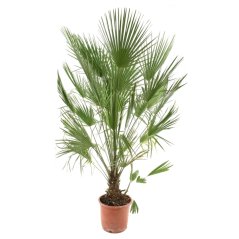 Chamaerops humilis Ø30cm