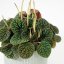 Peperomia 'Green Bubble'