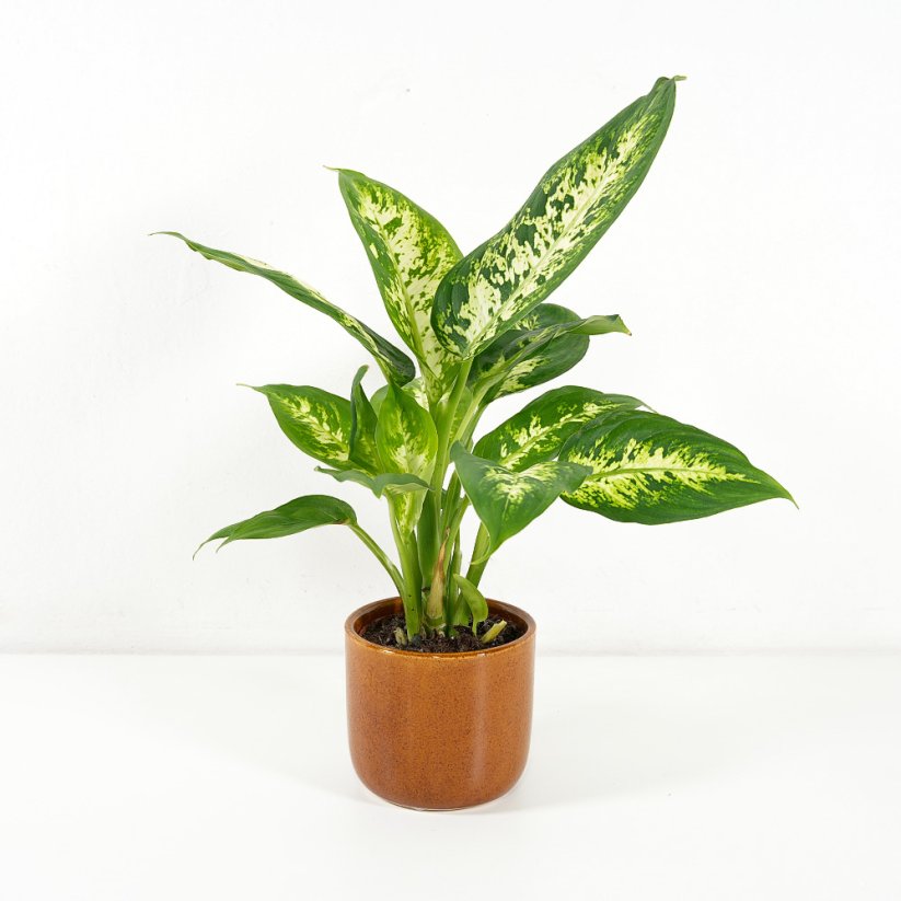 Dieffenbachia Compacta - Ø 9cm