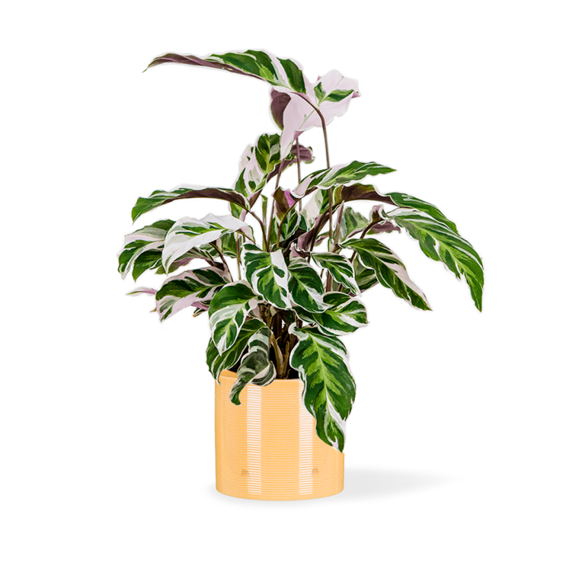 Calathea 'White fusion' Ø17cm