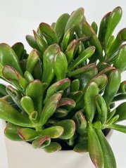 Crassula „Horn Tree“