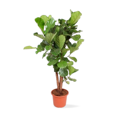 Ficus Lyrata - Ø 45 cm