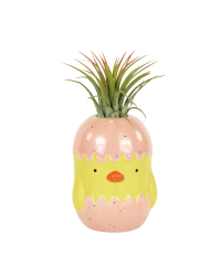 Tillandisia Ionantha v kuřátku