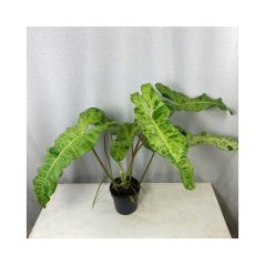 Philodendron 'Paraiso Varde Variagata' Ø17cm