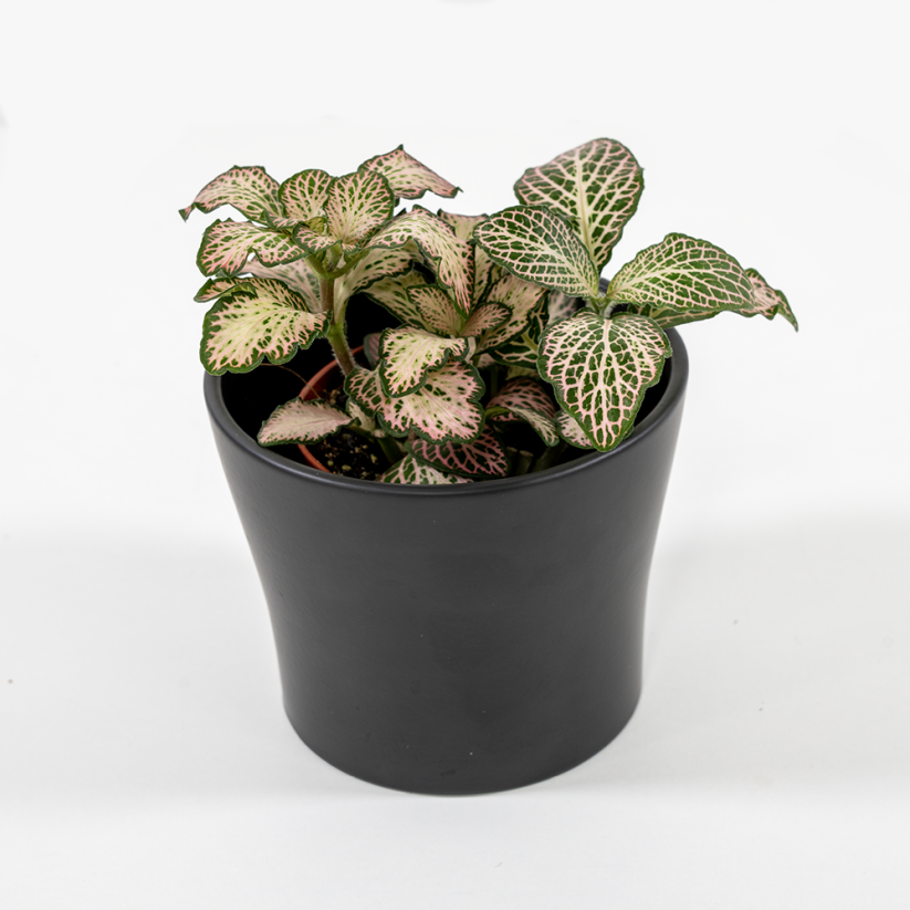 Fittonia Verschaffeltii - Růžová