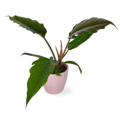 Philodendron 'Choco Empress' Ø12cm