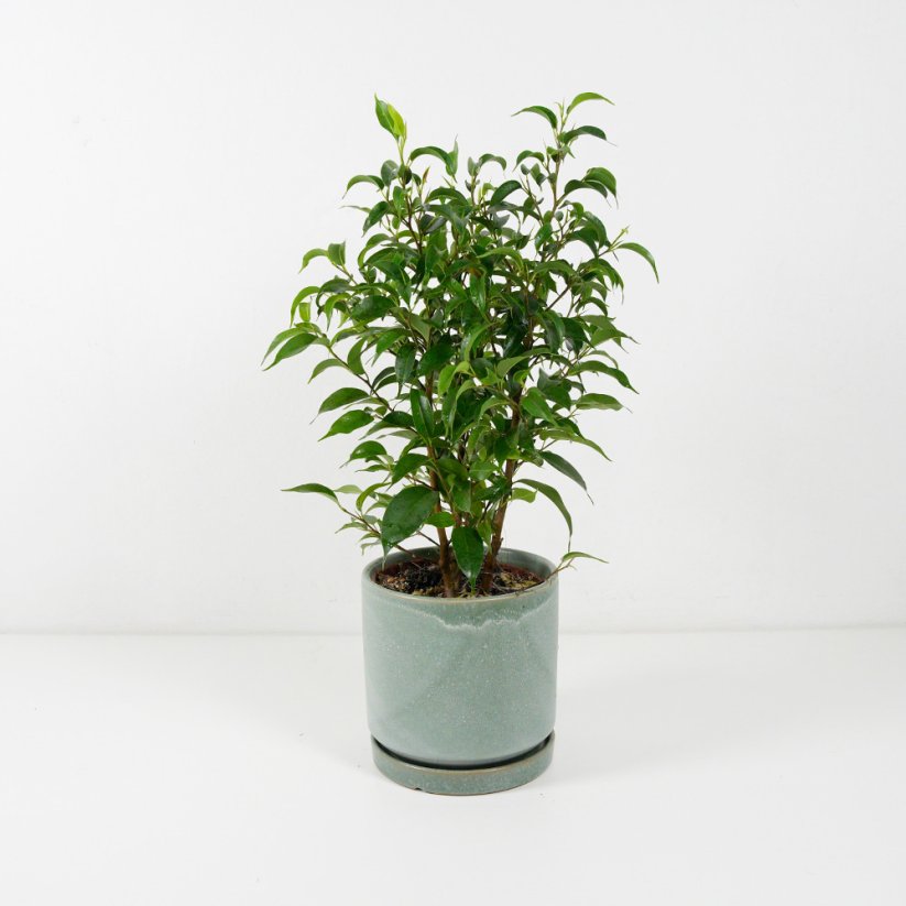 Ficus benjamina 'Natasja' - Ø 12 cm