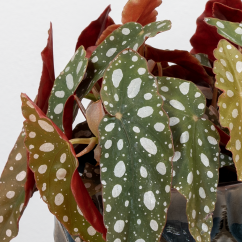 Begonia Maculata "Silver Spot"