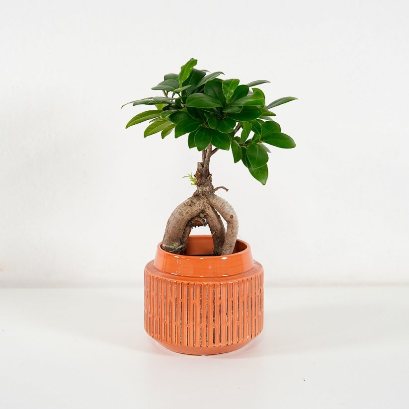 Ficus microcarpa Ginseng