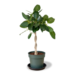 Ficus Microcarpa Moclame - 90 cm