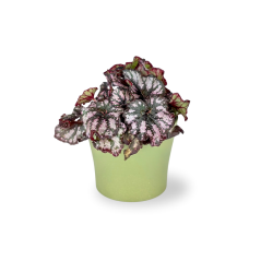 Begonia rex 'Fireworks' Ø8cm