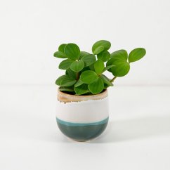 Peperomia tetraphylla "Hope" - Ø 5 cm