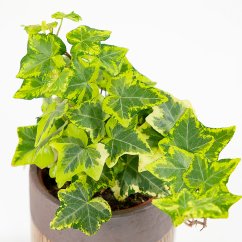 Hedera Helix "Mint Colibri"