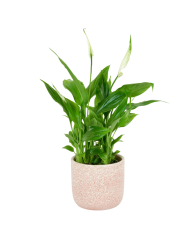 Spathiphyllum 'Chopin' Ø10cm