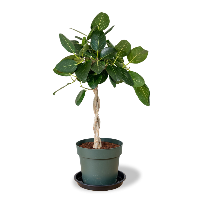 Ficus Microcarpa Moclame - 90 cm