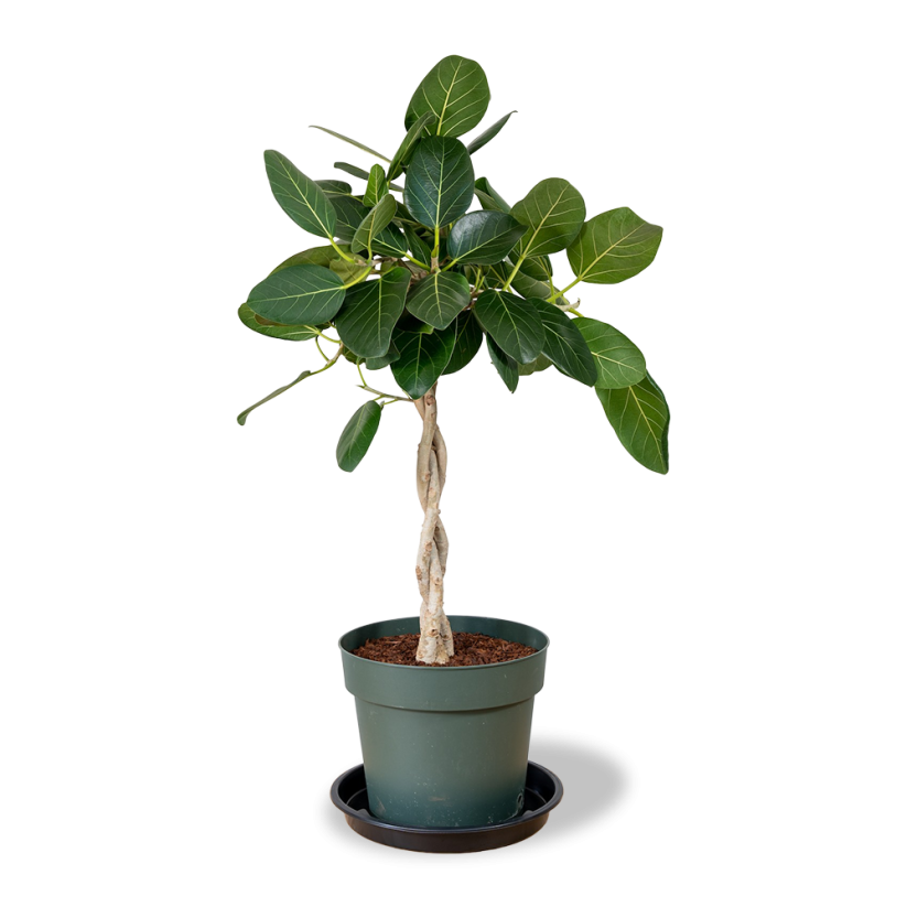 Ficus microcarpa 'Moclame' - Ø 21 cm