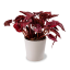 Begonia Beleaf Inca Flame