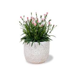 Karafiát 'Peach Party' Ø12cm
