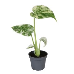 Monstera deliciosa 'Mint Variegated' Ø6cm