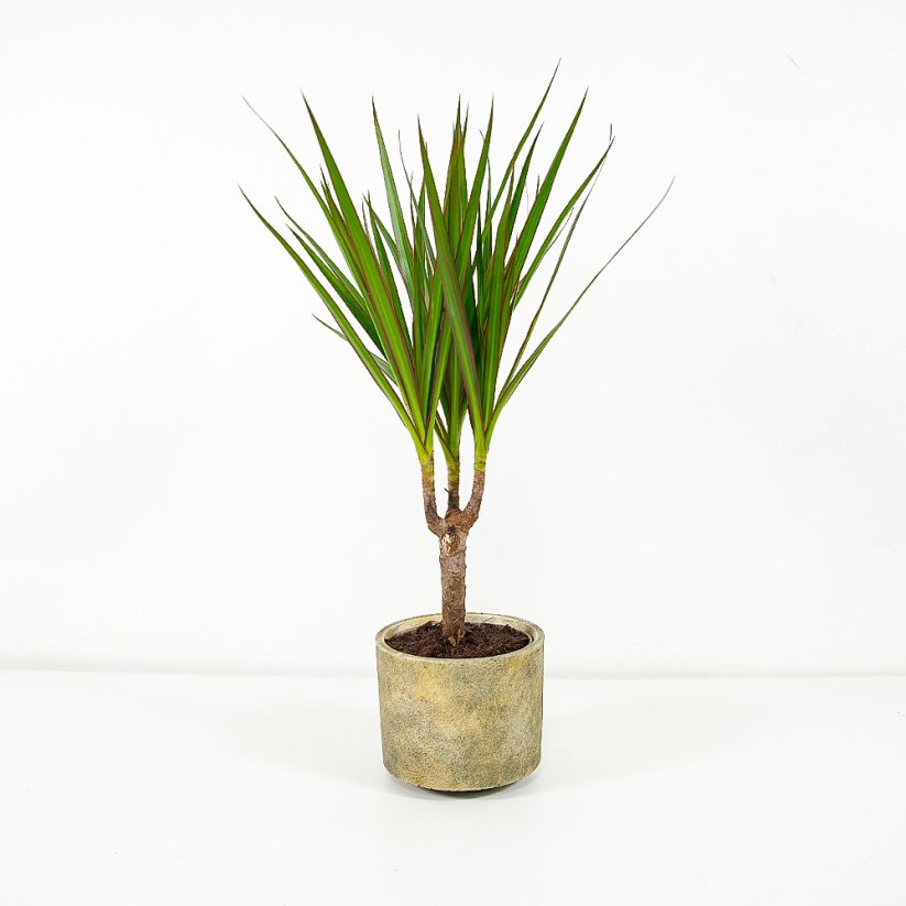 Dracaena marginata Ø12cm