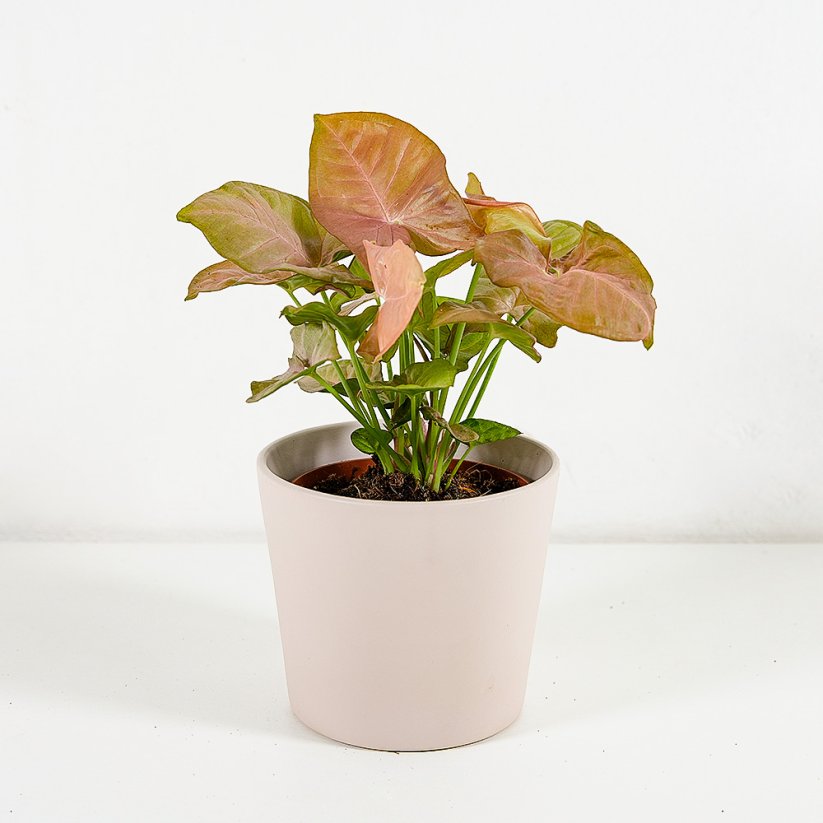 Syngonium Neon Robusta 'Pink' Ø12cm