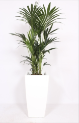 Howea forsteriana v bílém květináči Ø50cm