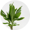 Dracaena