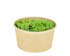 Microgreens sada - Bazalka pravá 2g