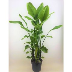Strelitzia nicolai Ø38cm