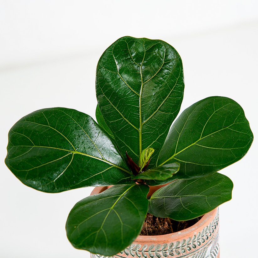 Ficus lyrata Bambino - Ø 9 cm