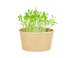 Microgreens sada - Koriandr setý 2g