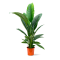 Spathiphyllum Sensation - Ø 24cm