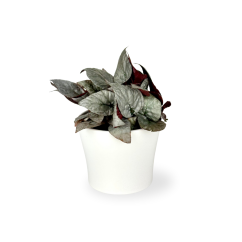 Begonia rex 'Silver limbo' Ø8cm