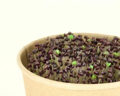 Microgreens sada - Bazalka Purple opaal 2g